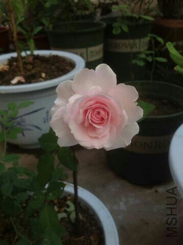 IMG20130926171028.jpg