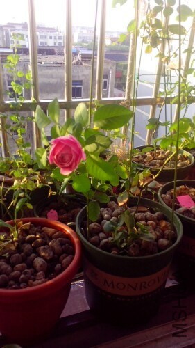 IMG20130926181042.jpg