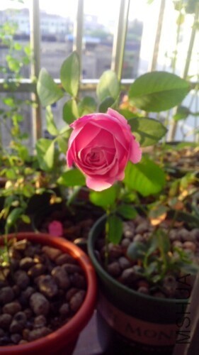 IMG20130926181056.jpg