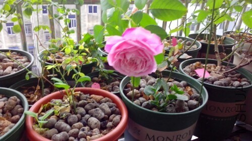 IMG20130927065449.jpg
