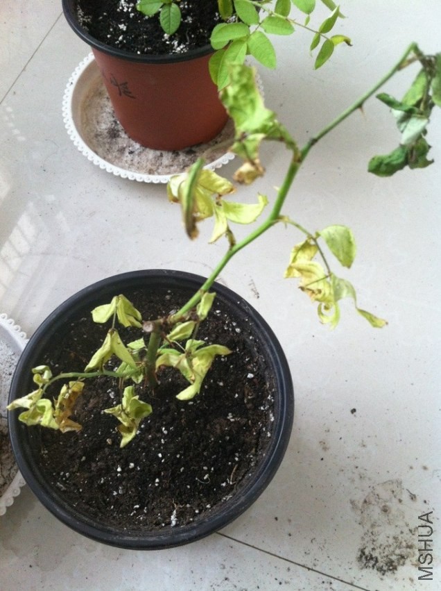 QQͼƬ20130927101309.jpg