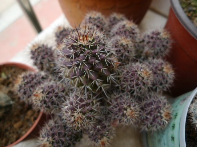 P1080260.JPG