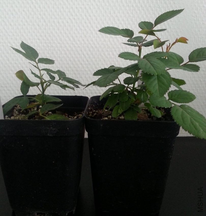 20130927_124247-n.jpg