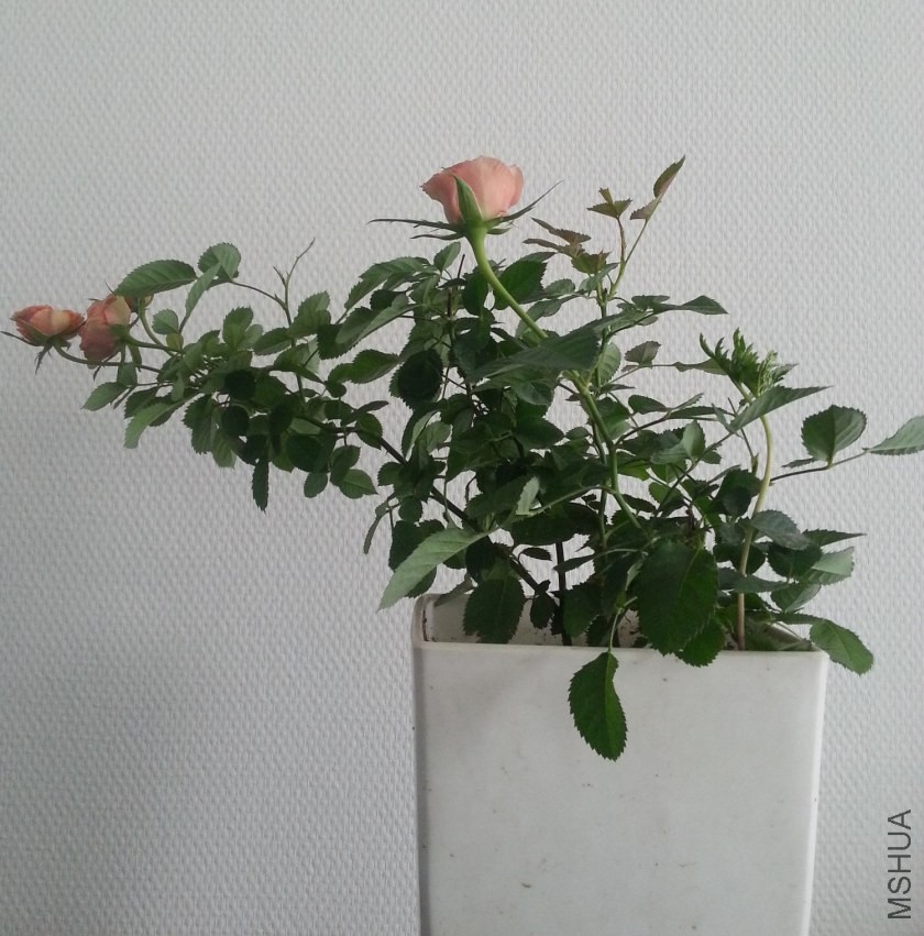 20130927_124914-n.jpg