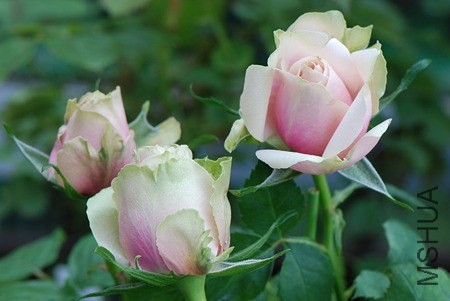 Magnolia Kordana3.jpg