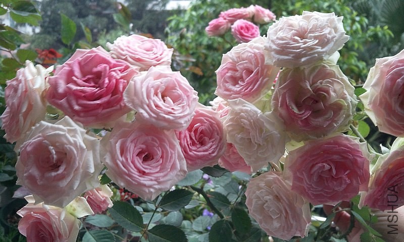 IMG_20130422_073347.jpg
