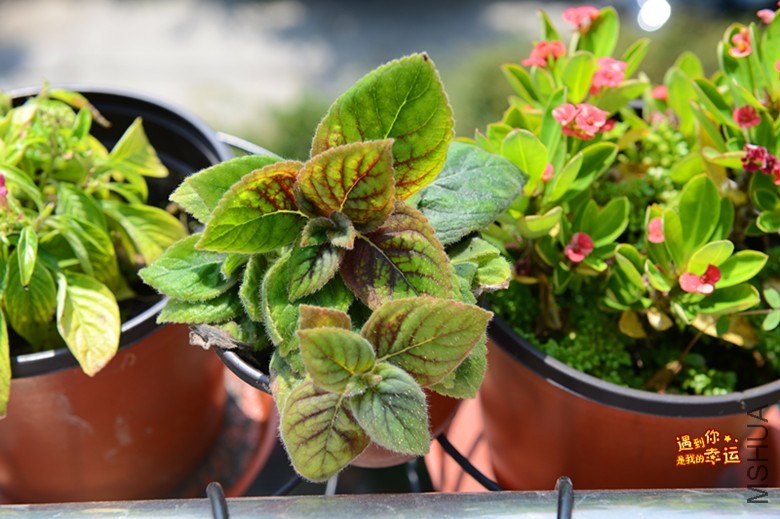 ��Ƭ 096_����.jpg