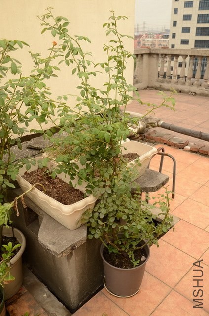 ����˹2008.jpg