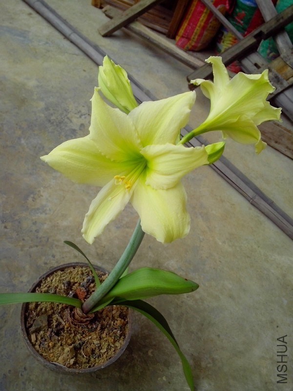 �ơ�ɫ����������