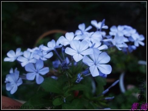 DSCF4100.jpg