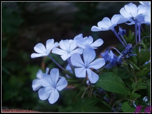 DSCF4102.jpg