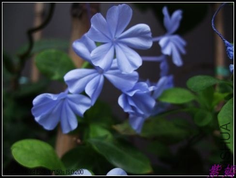 DSCF4198.jpg