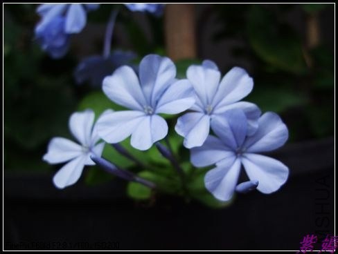 DSCF4203.jpg