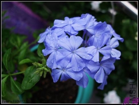 DSCF4220.jpg
