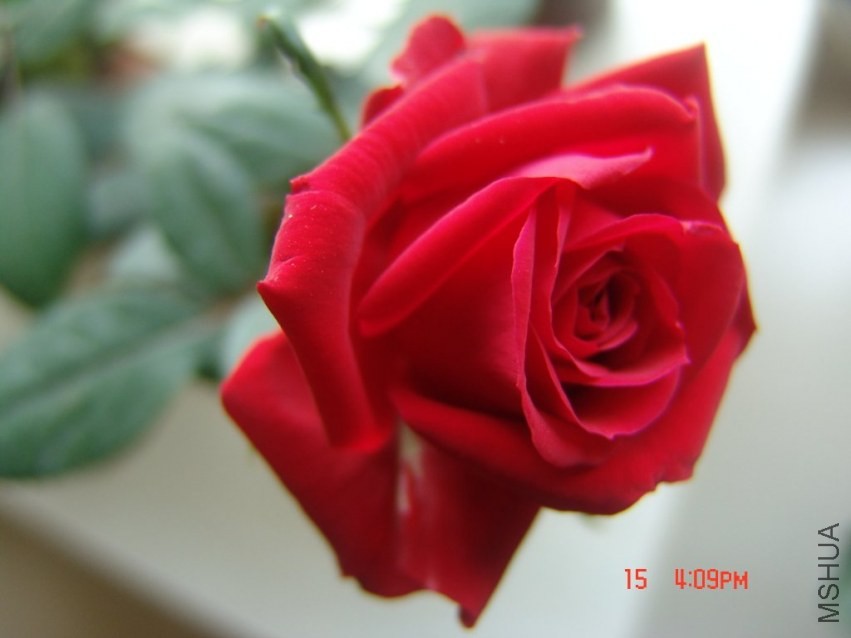 DSC01755.JPG