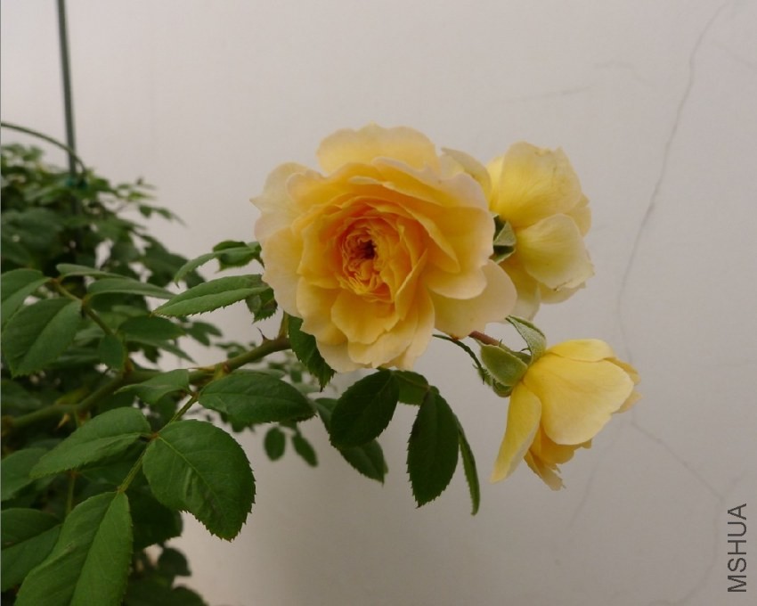QQͼƬ20130929145452.jpg