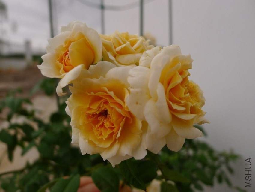 QQͼƬ20130929145943.jpg