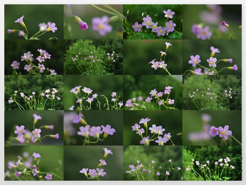 caprina 20130929 001.jpg