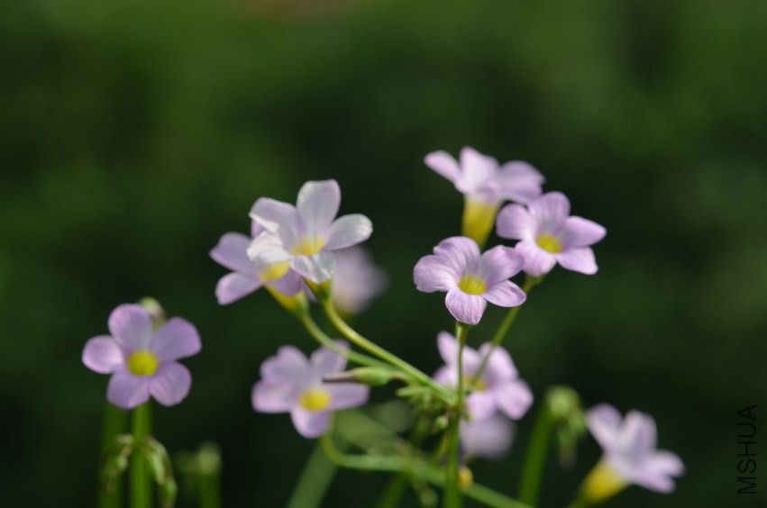 caprina 20130929 002.JPG