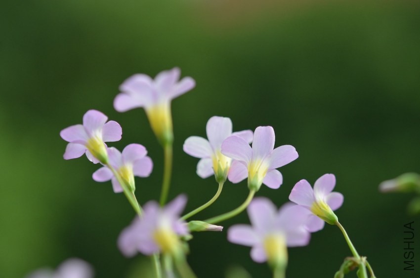 caprina 20130929 003.JPG