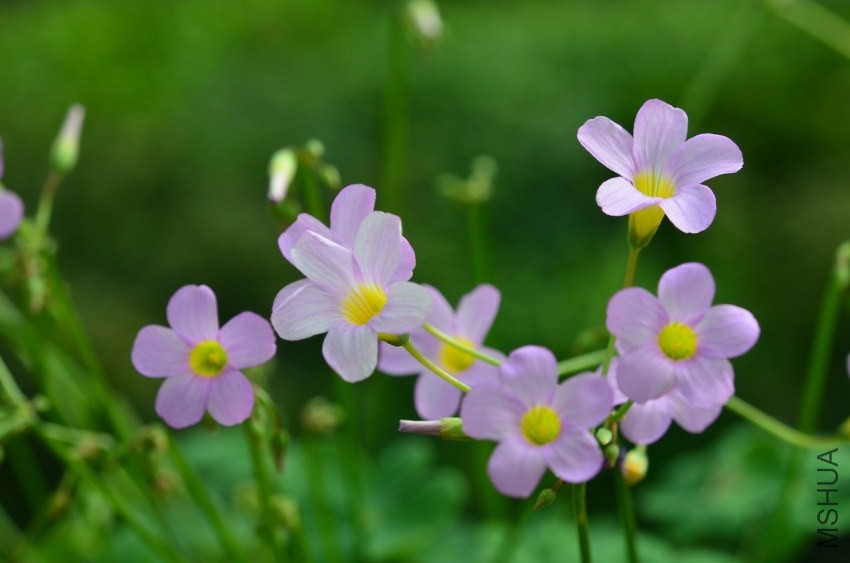 caprina 20130929 004.JPG