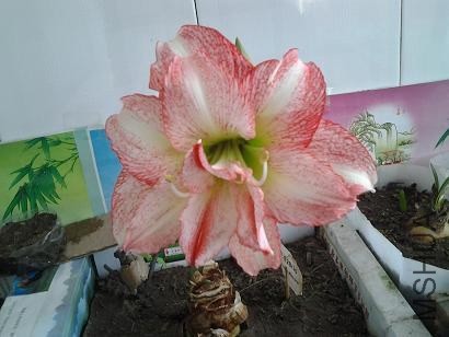 20130316_100354.jpg