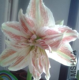20130331_074511.jpg