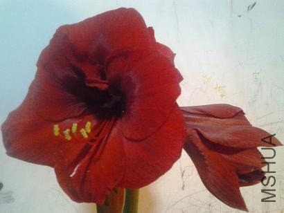 20130421_193440.jpg