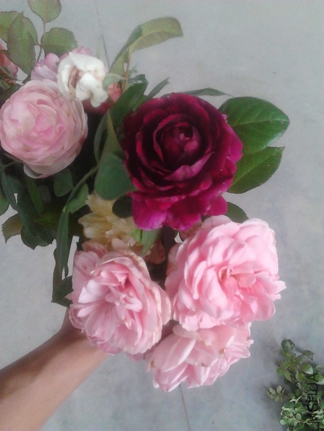 IMG_20130930_125151.jpg