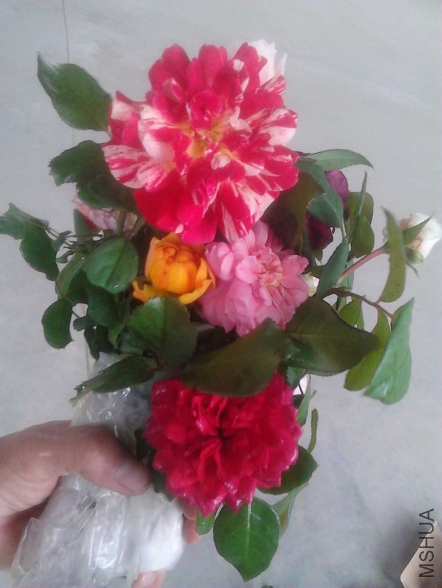IMG_20130930_125205.jpg