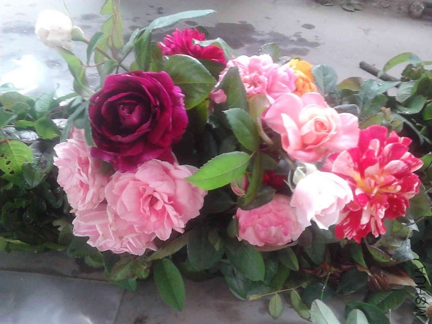 IMG_20130930_125717.jpg