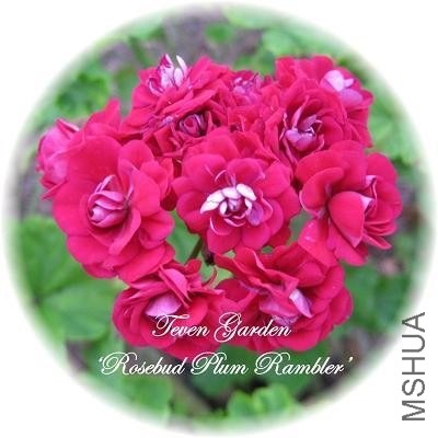 ����������õ�廨��Plum Rambler Rosebud���ͼ.jpg