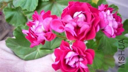 ����������õ�廨��Plum Rambler Rosebud��ɫ��.jpg