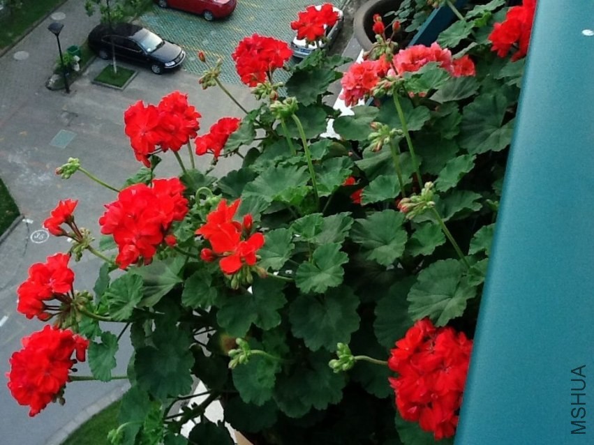 ��ɫֱ���쿪����