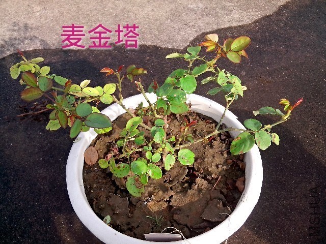 psb (11).jpg