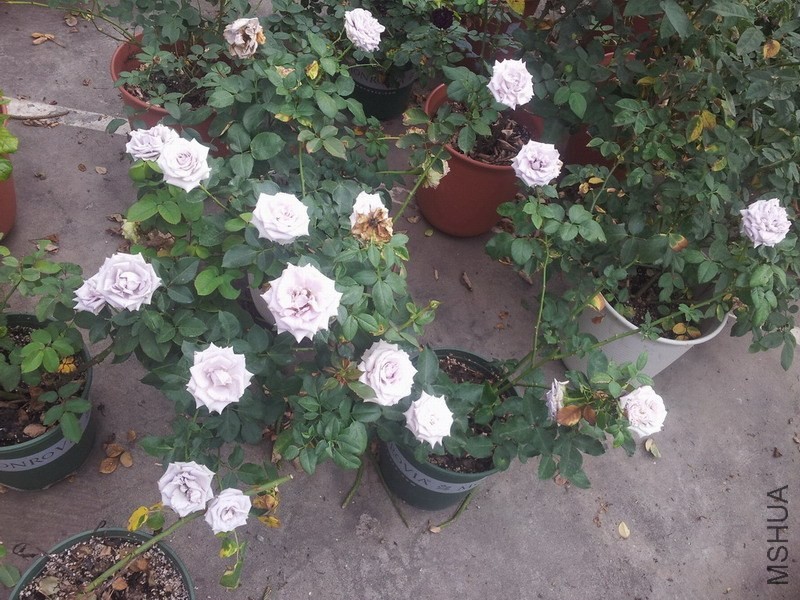 ��ο���С����2����
