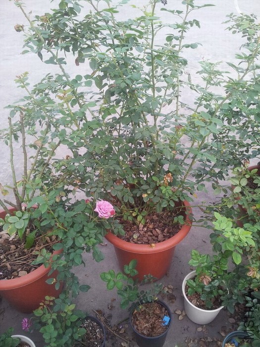 ���Ӧ���ǻƽ���䣬430����