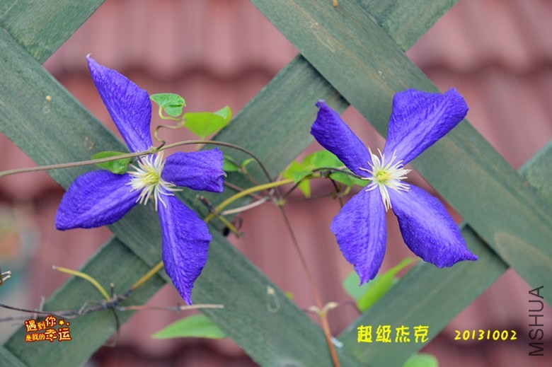 ��Ƭ 013_����.jpg