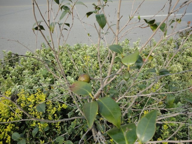 DSC03945.JPG