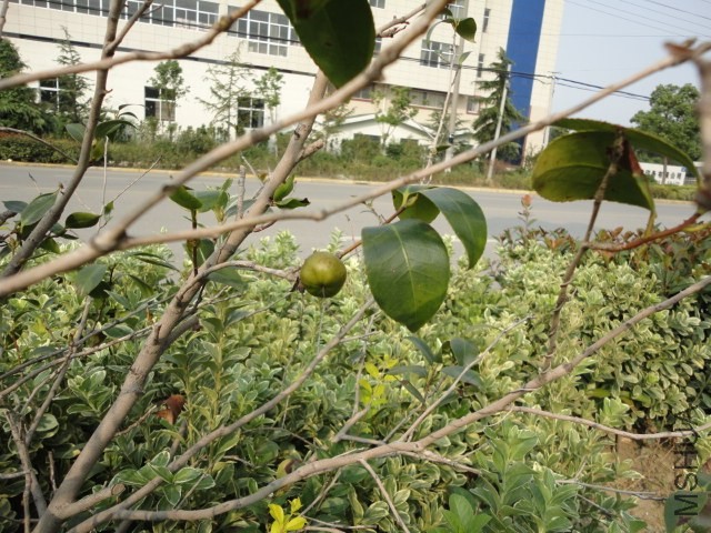 DSC03946.JPG