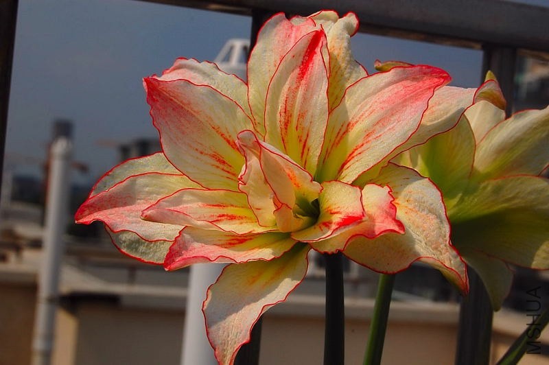 DSC_00810081.JPG