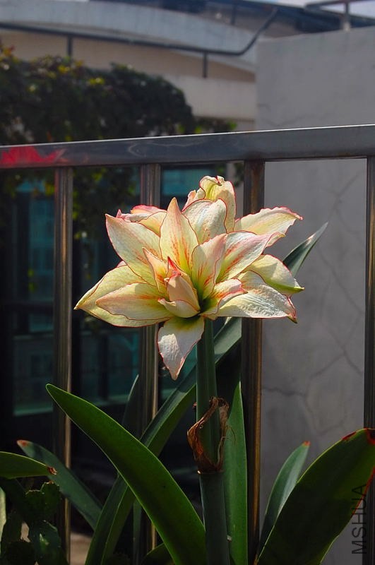DSC_00700070.JPG