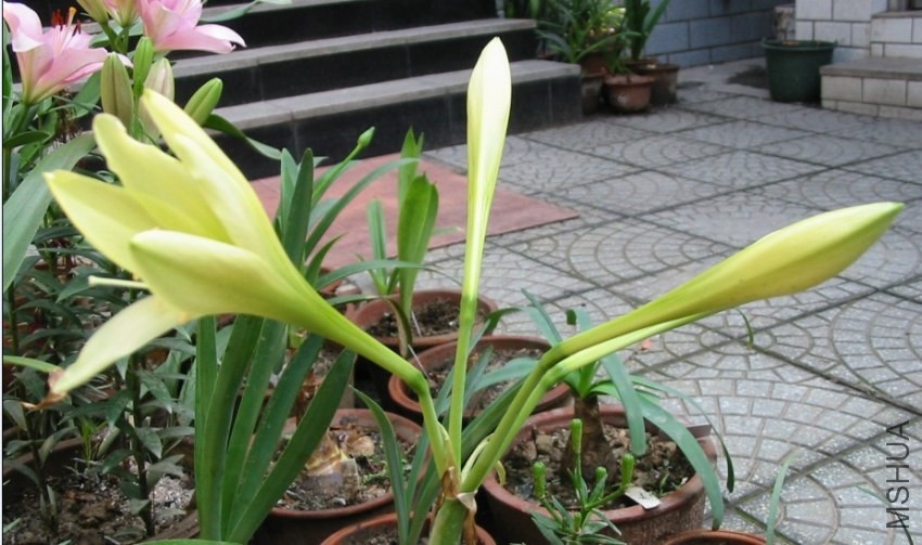 Hippeastrum �ƽ�֮��3.jpg