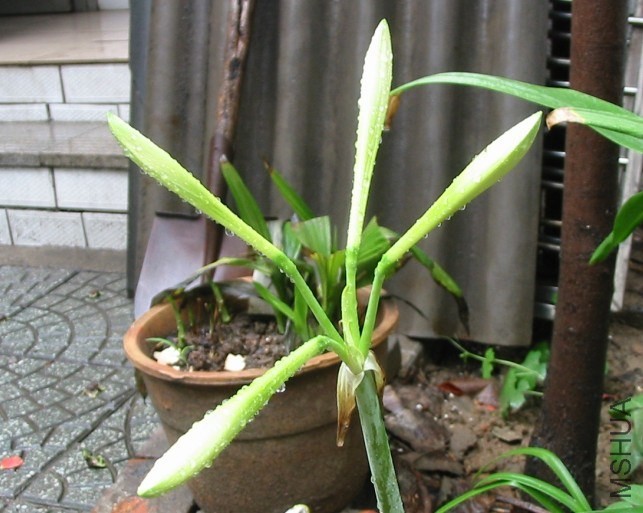 Hippeastrum �ƽ�֮��0.jpg