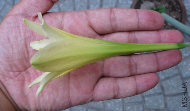 Hippeastrum �ƽ�֮��8.jpg