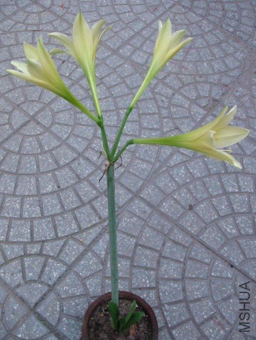 Hippeastrum �ƽ�֮��5.jpg