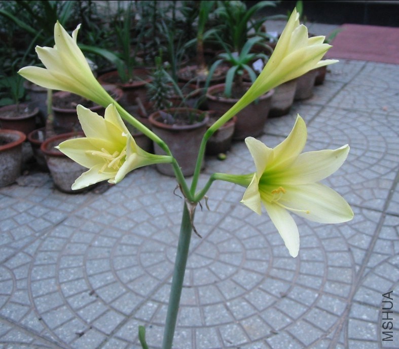Hippeastrum �ƽ�֮��6.jpg