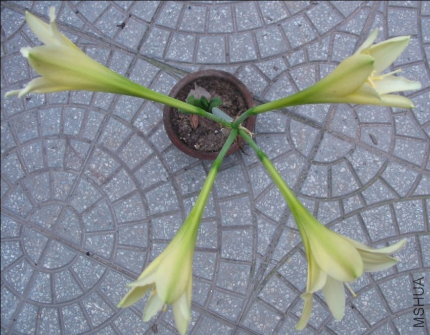 Hippeastrum �ƽ�֮��7.jpg