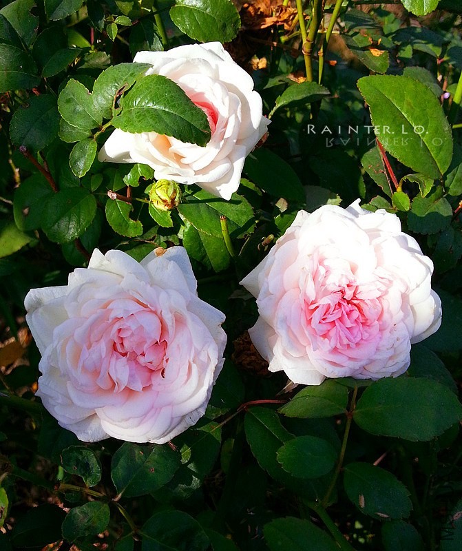 20131003_092334.jpg