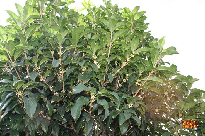 ��Ƭ 015_����.jpg